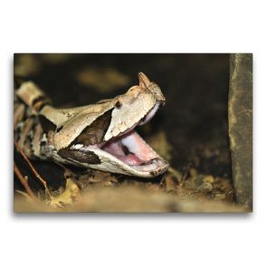 Premium Textil-Leinwand 75 x 50 cm Quer-Format Gefährliche Schlangen – Gabunviper | Wandbild, HD-Bild auf Keilrahmen, Fertigbild auf hochwertigem Vlies, Leinwanddruck von Michael Herzog