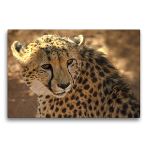 Premium Textil-Leinwand 75 x 50 cm Quer-Format Gepard Namibia | Wandbild, HD-Bild auf Keilrahmen, Fertigbild auf hochwertigem Vlies, Leinwanddruck von Astrid Ziemer