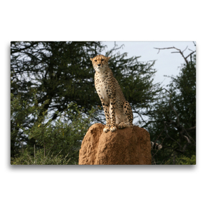 Premium Textil-Leinwand 75 x 50 cm Quer-Format Geparden – Beobachtungsposten | Wandbild, HD-Bild auf Keilrahmen, Fertigbild auf hochwertigem Vlies, Leinwanddruck von Michael Herzog