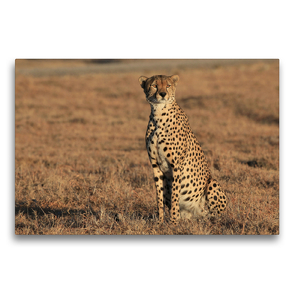 Premium Textil-Leinwand 75 x 50 cm Quer-Format Gepardin Malaika in der Morgensonne | Wandbild, HD-Bild auf Keilrahmen, Fertigbild auf hochwertigem Vlies, Leinwanddruck von Michael Herzog