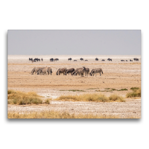 Premium Textil-Leinwand 75 x 50 cm Quer-Format Gnus und Zebras im Etosha-Nationalpark in Namibia | Wandbild, HD-Bild auf Keilrahmen, Fertigbild auf hochwertigem Vlies, Leinwanddruck von Hans Seidl