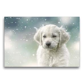 Premium Textil-Leinwand 75 x 50 cm Quer-Format Golden Retriever – Sweet Puppy von Martina Wrede | Wandbild, HD-Bild auf Keilrahmen, Fertigbild auf hochwertigem Vlies, Leinwanddruck von Martina Wrede