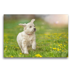 Premium Textil-Leinwand 75 x 50 cm Quer-Format Golden Retriever – Sweet Puppy von Martina Wrede | Wandbild, HD-Bild auf Keilrahmen, Fertigbild auf hochwertigem Vlies, Leinwanddruck von Martina Wrede