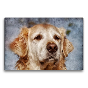 Premium Textil-Leinwand 75 x 50 cm Quer-Format Golden Retriever | Wandbild, HD-Bild auf Keilrahmen, Fertigbild auf hochwertigem Vlies, Leinwanddruck von Kattobello