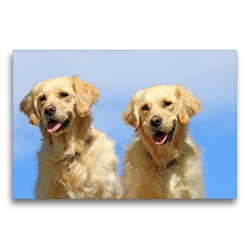 Premium Textil-Leinwand 75 x 50 cm Quer-Format Golden Retriever | Wandbild, HD-Bild auf Keilrahmen, Fertigbild auf hochwertigem Vlies, Leinwanddruck von SchnelleWelten