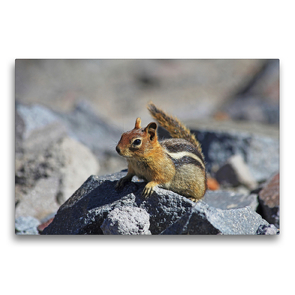Premium Textil-Leinwand 75 x 50 cm Quer-Format Goldmantelziesel im Crater Lake Nationalpark (USA) | Wandbild, HD-Bild auf Keilrahmen, Fertigbild auf hochwertigem Vlies, Leinwanddruck von Jana Thiem-Eberitsch