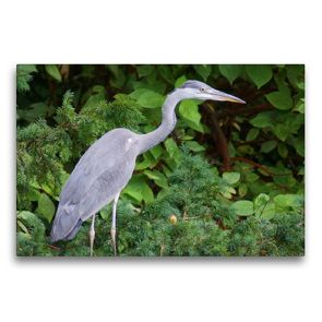 Premium Textil-Leinwand 75 x 50 cm Quer-Format Grey heron (Ardea cinerea) | Wandbild, HD-Bild auf Keilrahmen, Fertigbild auf hochwertigem Vlies, Leinwanddruck von kattobello