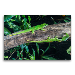 Premium Textil-Leinwand 75 x 50 cm Quer-Format Großer Madagaskar Taggecko / Phelsuma madagascariensis | Wandbild, HD-Bild auf Keilrahmen, Fertigbild auf hochwertigem Vlies, Leinwanddruck von HeschFoto