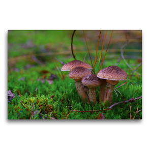 Premium Textil-Leinwand 75 x 50 cm Quer-Format Hallimasch bot. Armillaria mellea | Wandbild, HD-Bild auf Keilrahmen, Fertigbild auf hochwertigem Vlies, Leinwanddruck von Avianaarts Design Fotografie by Tanja Riedel