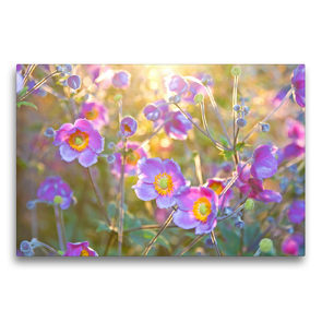 Premium Textil-Leinwand 75 x 50 cm Quer-Format Herbst-Anemonen | Wandbild, HD-Bild auf Keilrahmen, Fertigbild auf hochwertigem Vlies, Leinwanddruck von Elisabeth Schittenhelm