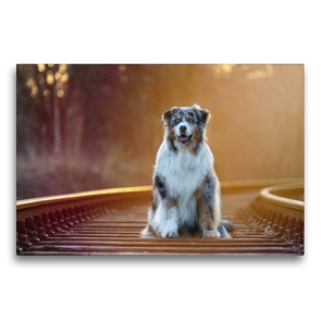 Premium Textil-Leinwand 75 x 50 cm Quer-Format Australian Shepherd im Herbstlicht | Wandbild, HD-Bild auf Keilrahmen, Fertigbild auf hochwertigem Vlies, Leinwanddruck von Annett Mirsberger