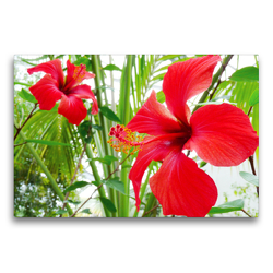Premium Textil-Leinwand 75 x 50 cm Quer-Format Hibiskus | Wandbild, HD-Bild auf Keilrahmen, Fertigbild auf hochwertigem Vlies, Leinwanddruck von Gisela Kruse