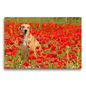 Premium Textil-Leinwand 75 x 50 cm Quer-Format Hund mit rot – Azawakh – Ridgeback | Wandbild, HD-Bild auf Keilrahmen, Fertigbild auf hochwertigem Vlies, Leinwanddruck von Meike Bölts