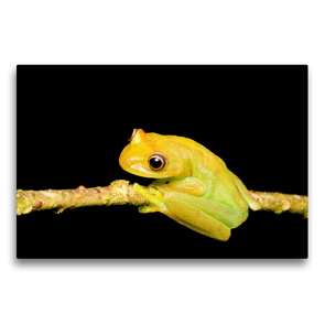 Premium Textil-Leinwand 75 x 50 cm Quer-Format Hypsiboas cinerascens | Wandbild, HD-Bild auf Keilrahmen, Fertigbild auf hochwertigem Vlies, Leinwanddruck von Eerika Schulz