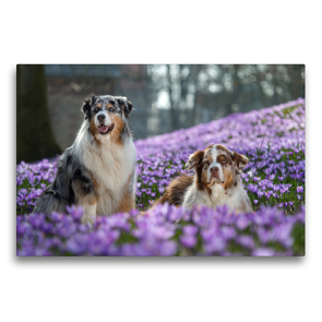 Premium Textil-Leinwand 75 x 50 cm Quer-Format Australian Shepherd im Krokussmeer | Wandbild, HD-Bild auf Keilrahmen, Fertigbild auf hochwertigem Vlies, Leinwanddruck von Annett Mirsberger www.tierpfoto.de