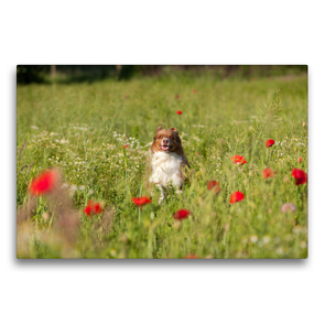 Premium Textil-Leinwand 75 x 50 cm Quer-Format Australian Shepherd läuft durch Mohnfeld | Wandbild, HD-Bild auf Keilrahmen, Fertigbild auf hochwertigem Vlies, Leinwanddruck von Annett Mirsberger www.tierpfoto.de