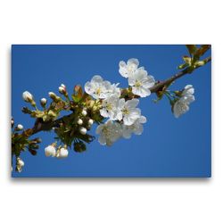 Premium Textil-Leinwand 75 x 50 cm Quer-Format Kirschblüte | Wandbild, HD-Bild auf Keilrahmen, Fertigbild auf hochwertigem Vlies, Leinwanddruck von kattobello