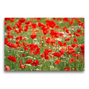 Premium Textil-Leinwand 75 x 50 cm Quer-Format Klatschmohn-Feld | Wandbild, HD-Bild auf Keilrahmen, Fertigbild auf hochwertigem Vlies, Leinwanddruck von Elisabeth Schittenhelm