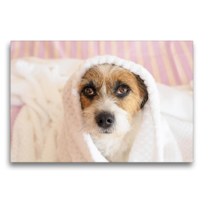 Premium Textil-Leinwand 75 x 50 cm Quer-Format Kleine Hundeauszeiten auf Terrierart! | Wandbild, HD-Bild auf Keilrahmen, Fertigbild auf hochwertigem Vlies, Leinwanddruck von Sonja Rachbauer