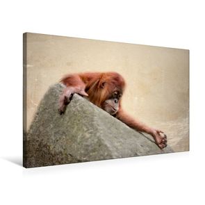 Premium Textil-Leinwand 75 x 50 cm Quer-Format Kleiner Orang Utan | Wandbild, HD-Bild auf Keilrahmen, Fertigbild auf hochwertigem Vlies, Leinwanddruck von Heike Hultsch von Hultsch,  Heike