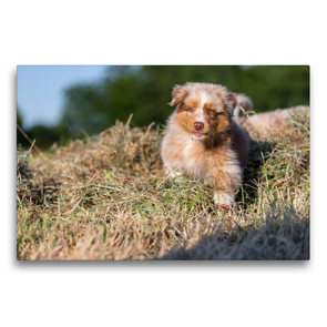 Premium Textil-Leinwand 75 x 50 cm Quer-Format Australian Shepherd Welpe spielt im Heu | Wandbild, HD-Bild auf Keilrahmen, Fertigbild auf hochwertigem Vlies, Leinwanddruck von Annett Mirsberger www.tierpfoto.de