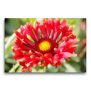 Premium Textil-Leinwand 75 x 50 cm Quer-Format Kokardenblume oder Gaillardia | Wandbild, HD-Bild auf Keilrahmen, Fertigbild auf hochwertigem Vlies, Leinwanddruck von Gisela Kruse