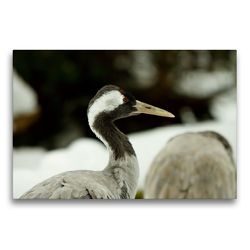 Premium Textil-Leinwand 75 x 50 cm Quer-Format Kranich – Grus grus | Wandbild, HD-Bild auf Keilrahmen, Fertigbild auf hochwertigem Vlies, Leinwanddruck von Dirk Grasse