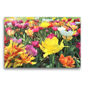 Premium Textil-Leinwand 75 x 50 cm Quer-Format Kunterbunte Tulpen: Eine Wohltat für die Augen. | Wandbild, HD-Bild auf Keilrahmen, Fertigbild auf hochwertigem Vlies, Leinwanddruck von Christine Konkel