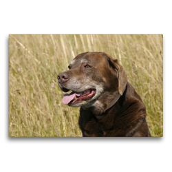 Premium Textil-Leinwand 75 x 50 cm Quer-Format Labrador Retriever Ben, 12 Jahre | Wandbild, HD-Bild auf Keilrahmen, Fertigbild auf hochwertigem Vlies, Leinwanddruck von Peter Faber