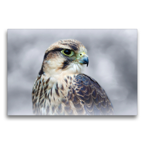 Premium Textil-Leinwand 75 x 50 cm Quer-Format Lannerfalke | Wandbild, HD-Bild auf Keilrahmen, Fertigbild auf hochwertigem Vlies, Leinwanddruck von Astrid Ziemer