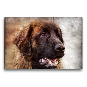 Premium Textil-Leinwand 75 x 50 cm Quer-Format Leonberger | Wandbild, HD-Bild auf Keilrahmen, Fertigbild auf hochwertigem Vlies, Leinwanddruck von Kattobello