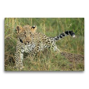 Premium Textil-Leinwand 75 x 50 cm Quer-Format Leoparden – Kleiner unterwegs | Wandbild, HD-Bild auf Keilrahmen, Fertigbild auf hochwertigem Vlies, Leinwanddruck von Michael Herzog