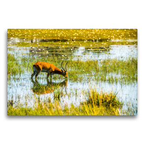 Premium Textil-Leinwand 75 x 50 cm Quer-Format Letschwe Antilope (Bwabwata NP, Namibia) | Wandbild, HD-Bild auf Keilrahmen, Fertigbild auf hochwertigem Vlies, Leinwanddruck von Bruno Pohl