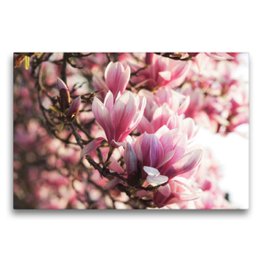 Premium Textil-Leinwand 75 x 50 cm Quer-Format Magnolien Blüten | Wandbild, HD-Bild auf Keilrahmen, Fertigbild auf hochwertigem Vlies, Leinwanddruck von Tanja Riedel