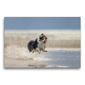 Premium Textil-Leinwand 75 x 50 cm Quer-Format Australian Shepherd tobt im Wasser | Wandbild, HD-Bild auf Keilrahmen, Fertigbild auf hochwertigem Vlies, Leinwanddruck von Annett Mirsberger tierpfoto