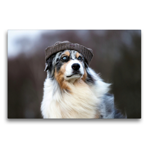 Premium Textil-Leinwand 75 x 50 cm Quer-Format Mützenwetter für Australian Shepherd | Wandbild, HD-Bild auf Keilrahmen, Fertigbild auf hochwertigem Vlies, Leinwanddruck von Annett Mirsberger www.tierpfoto.de