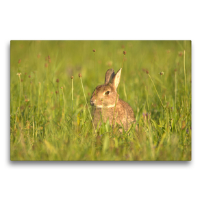Premium Textil-Leinwand 75 x 50 cm Quer-Format Neugieriges Wildkaninchen | Wandbild, HD-Bild auf Keilrahmen, Fertigbild auf hochwertigem Vlies, Leinwanddruck von Kevin Andreas Lederle
