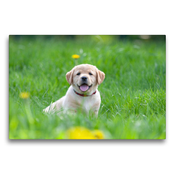 Premium Textil-Leinwand 75 x 50 cm Quer-Format Niedlicher Labrador-Welpe im hohen Gras | Wandbild, HD-Bild auf Keilrahmen, Fertigbild auf hochwertigem Vlies, Leinwanddruck von Annett Mirsberger