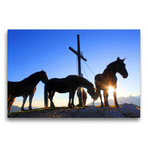 Premium Textil-Leinwand 75 x 50 cm Quer-Format Norikerpferde am Gipfelkreuz des Frommerkogels | Wandbild, HD-Bild auf Keilrahmen, Fertigbild auf hochwertigem Vlies, Leinwanddruck von Christa Kramer