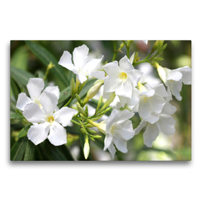 Premium Textil-Leinwand 75 x 50 cm Quer-Format Oleander | Wandbild, HD-Bild auf Keilrahmen, Fertigbild auf hochwertigem Vlies, Leinwanddruck von Gisela Kruse