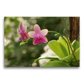 Premium Textil-Leinwand 75 x 50 cm Quer-Format Orchidee rosé | Wandbild, HD-Bild auf Keilrahmen, Fertigbild auf hochwertigem Vlies, Leinwanddruck von Bianca Schumann