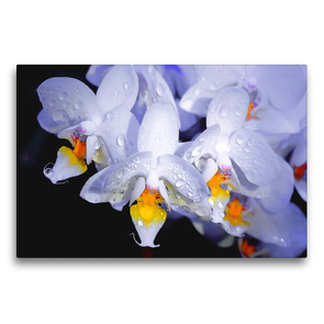 Premium Textil-Leinwand 75 x 50 cm Quer-Format Orchidee | Wandbild, HD-Bild auf Keilrahmen, Fertigbild auf hochwertigem Vlies, Leinwanddruck von Michis Fotogalerie