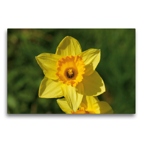 Premium Textil-Leinwand 75 x 50 cm Quer-Format Osterglocke (Narcissus pseudonarcissus) | Wandbild, HD-Bild auf Keilrahmen, Fertigbild auf hochwertigem Vlies, Leinwanddruck von kattobello