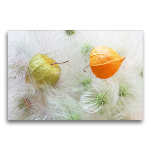 Premium Textil-Leinwand 75 x 50 cm Quer-Format Physalis auf Samen der Tangutica-Clematis | Wandbild, HD-Bild auf Keilrahmen, Fertigbild auf hochwertigem Vlies, Leinwanddruck von Gisela Kruse