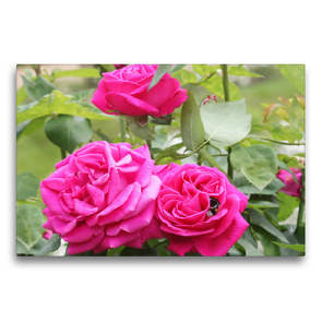 Premium Textil-Leinwand 75 x 50 cm Quer-Format Pinke Kletterrose mit Hummel | Wandbild, HD-Bild auf Keilrahmen, Fertigbild auf hochwertigem Vlies, Leinwanddruck von Gisela Kruse