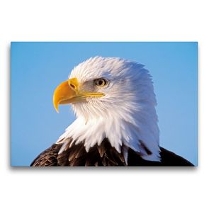 Premium Textil-Leinwand 75 x 50 cm Quer-Format Portraet eines Weisskopfseeadler. | Wandbild, HD-Bild auf Keilrahmen, Fertigbild auf hochwertigem Vlies, Leinwanddruck von ROLF KOPFLE