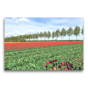 Premium Textil-Leinwand 75 x 50 cm Quer-Format Postkartenmotiv: Die zahlreichen Tulpen verzaubern Espel. | Wandbild, HD-Bild auf Keilrahmen, Fertigbild auf hochwertigem Vlies, Leinwanddruck von Christine Konkel