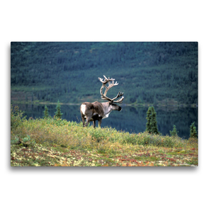 Premium Textil-Leinwand 75 x 50 cm Quer-Format Rentier (Rangifer Tarandus) Alaska | Wandbild, HD-Bild auf Keilrahmen, Fertigbild auf hochwertigem Vlies, Leinwanddruck von Christian Heeb