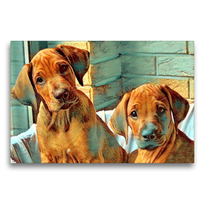 Premium Textil-Leinwand 75 x 50 cm Quer-Format Rhodesian Ridgeback Welpen Rüden Wurfgeschwister | Wandbild, HD-Bild auf Keilrahmen, Fertigbild auf hochwertigem Vlies, Leinwanddruck von Dagmar Behrens