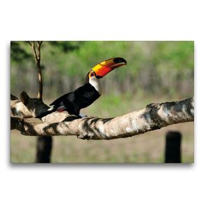 Premium Textil-Leinwand 75 x 50 cm Quer-Format Riesentukan, Ramphastos toco | Wandbild, HD-Bild auf Keilrahmen, Fertigbild auf hochwertigem Vlies, Leinwanddruck von Jürgen Wöhlke